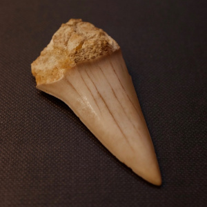 Peça del mes de juny del 2022: dent fòssil del tauró Cosmopolitodus hastalis de Santa Margalida (Mallorca)