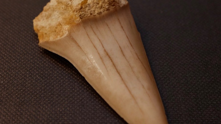 Peça del mes de juny del 2022: dent fòssil del tauró Cosmopolitodus hastalis de Santa Margalida (Mallorca)
